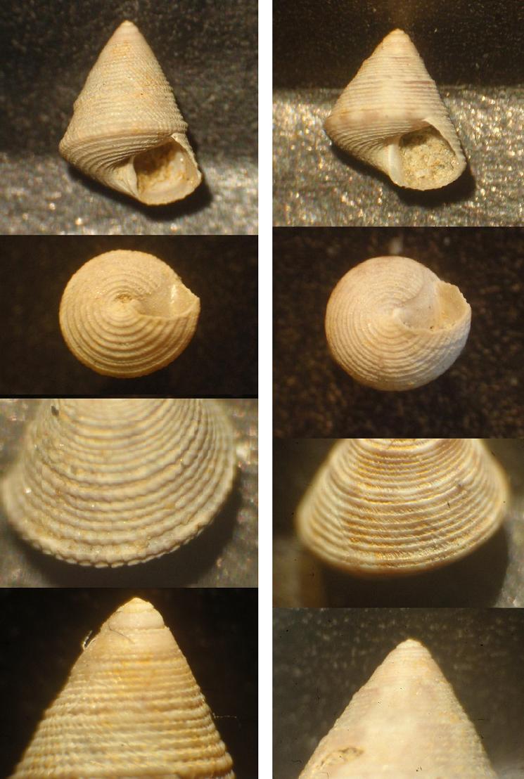 Trochidae